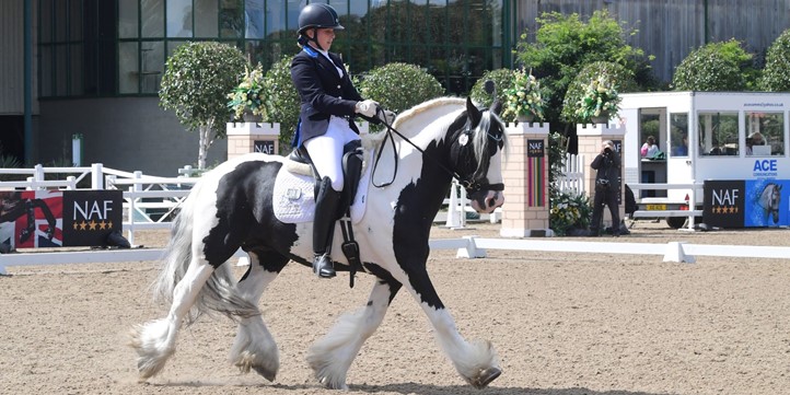 Traditional Gypsy Cob Tiger Tim  National Dressage Championships